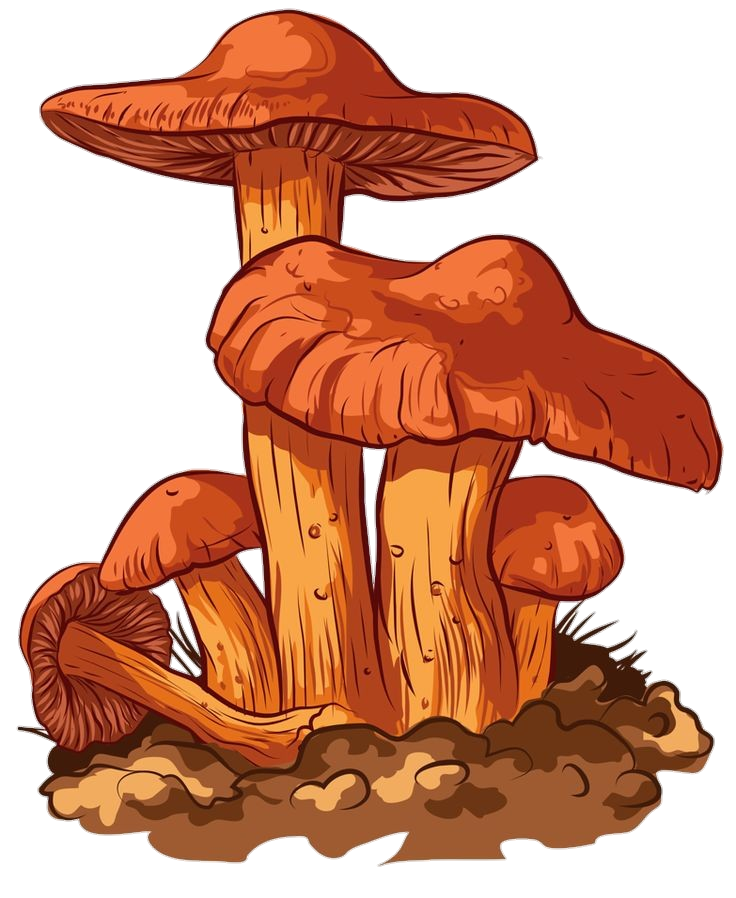 Mushroom-19