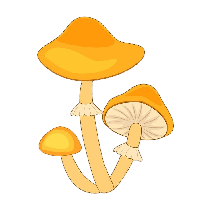 Mushroom-21