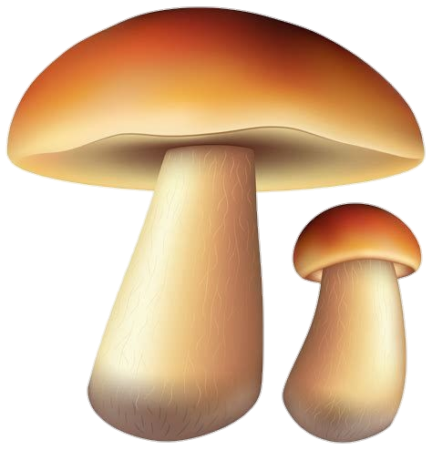 Mushroom-22