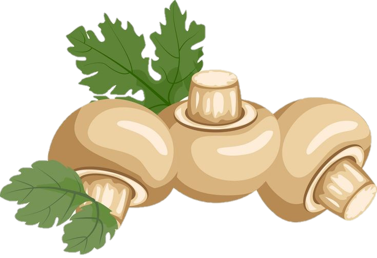 White Button Mushroom Clipart PNG