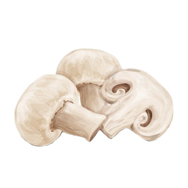 White Mushroom Drawing PNG