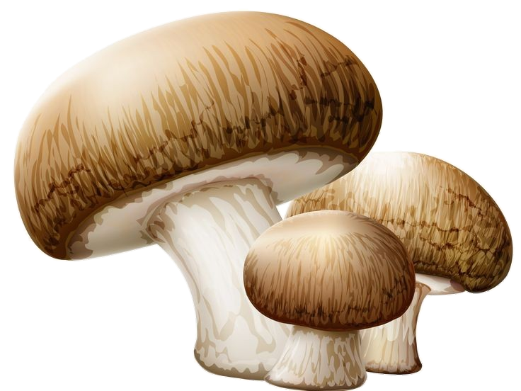 Mushroom-26
