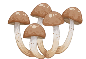 Mushroom-29