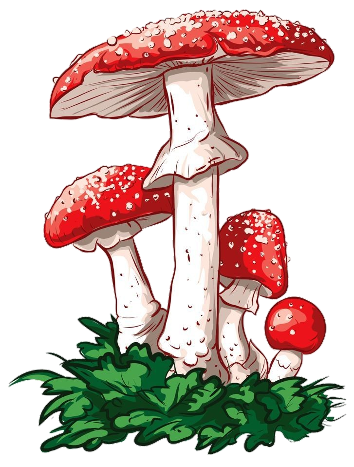 Mushroom Clipart PNG