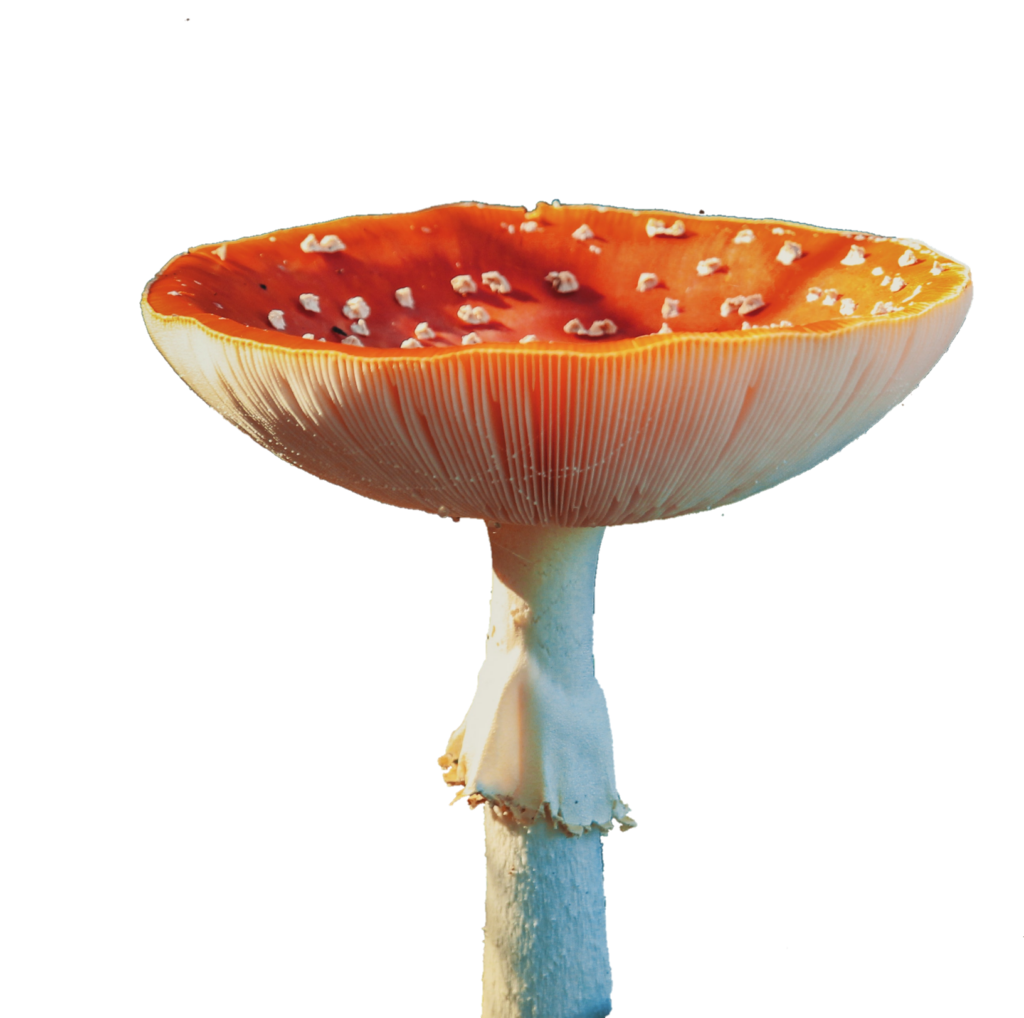 Wonderland Mushroom PNG