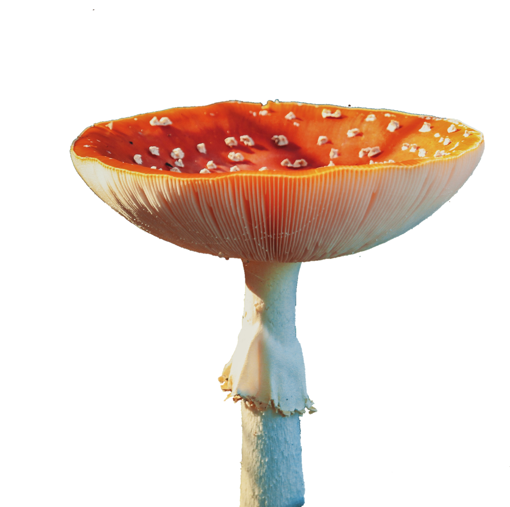 Mushroom-33