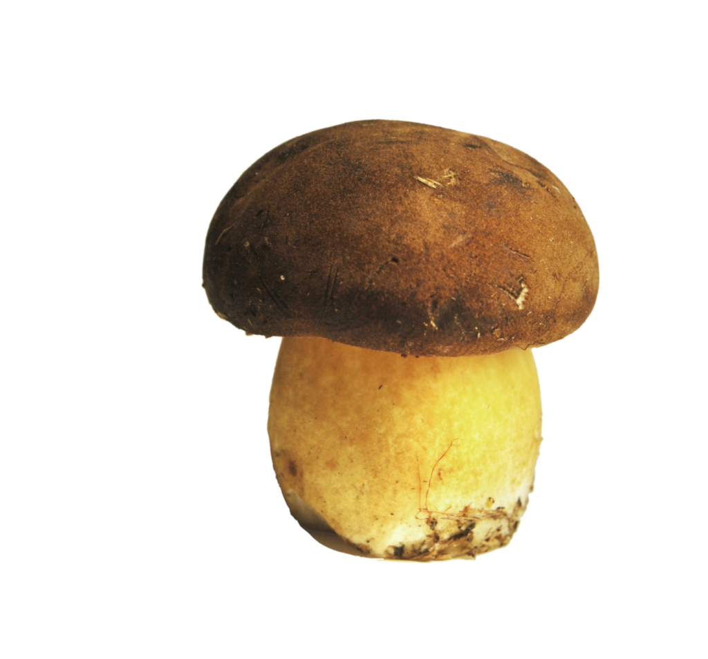Real Mushroom PNG