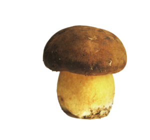 Mushroom-34