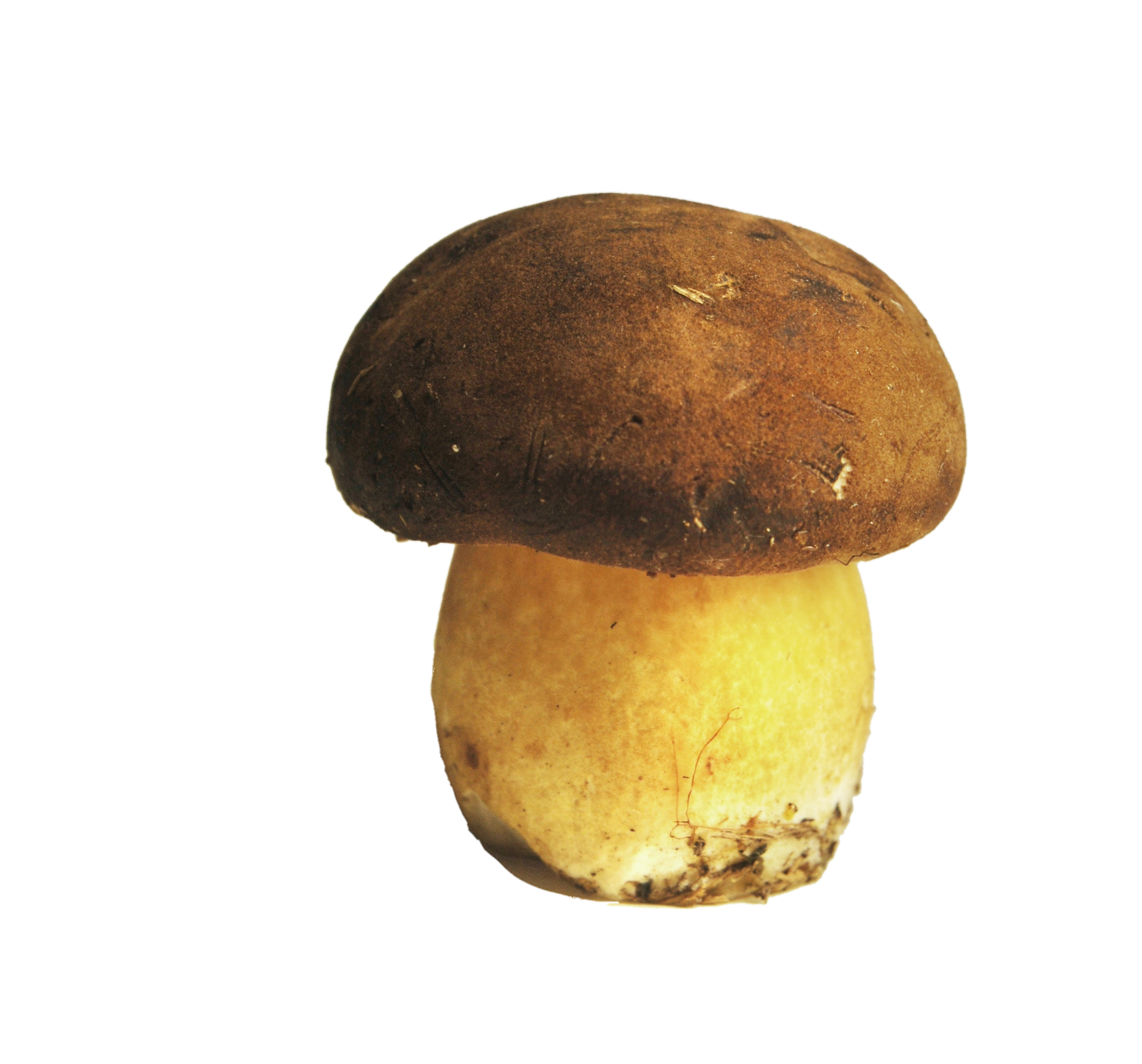 Mushroom-34
