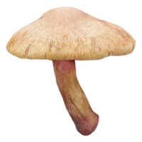 Mushroom Png image