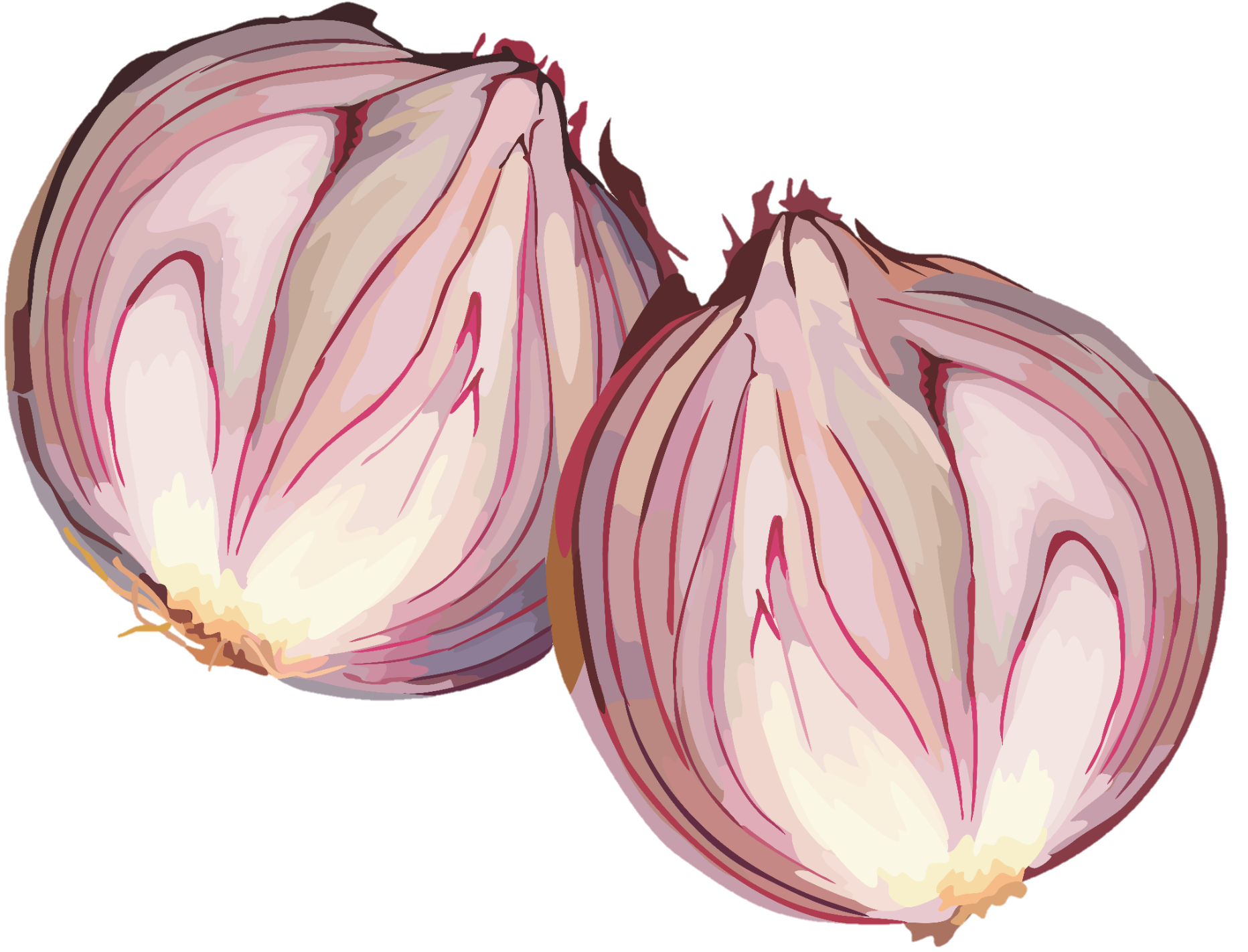 Onion-14-1