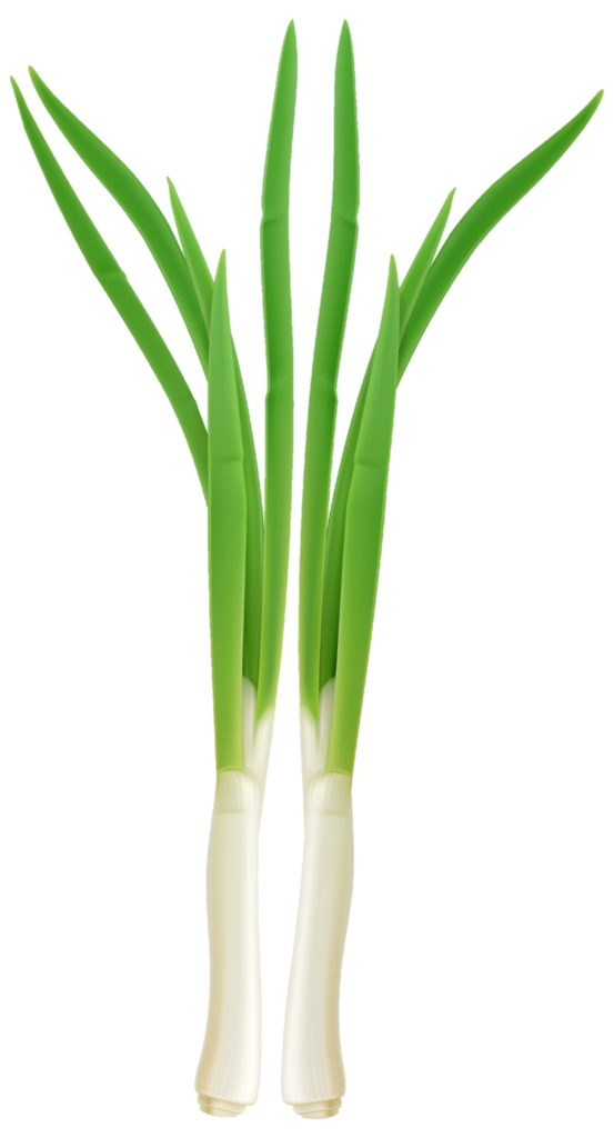 Spring Onion Png