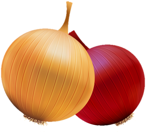 Onion png vector 