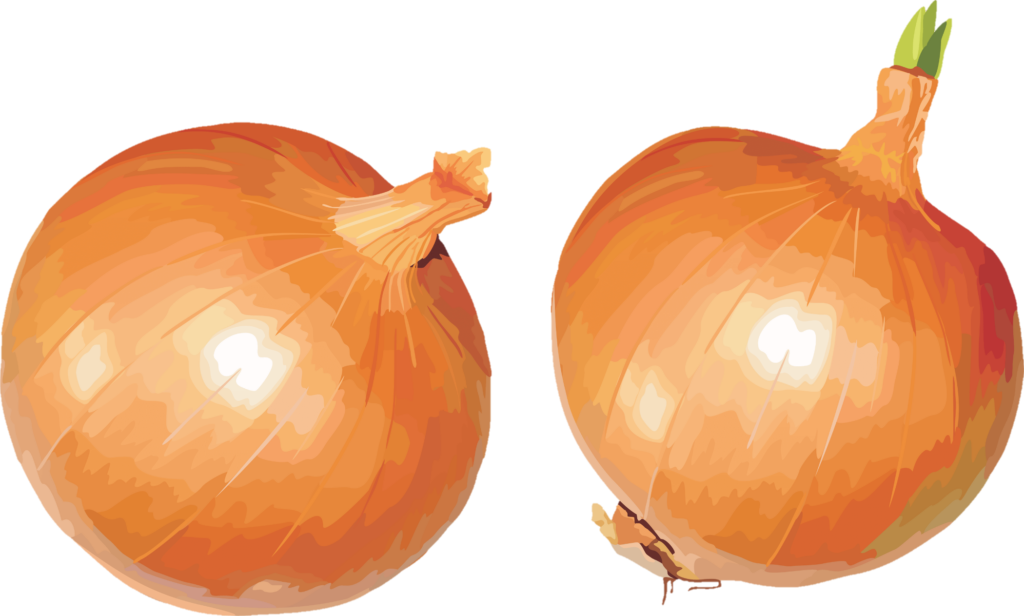 Yellow Onion clipart png