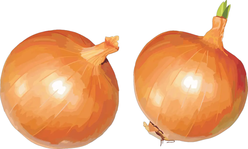 clipart yellow onion