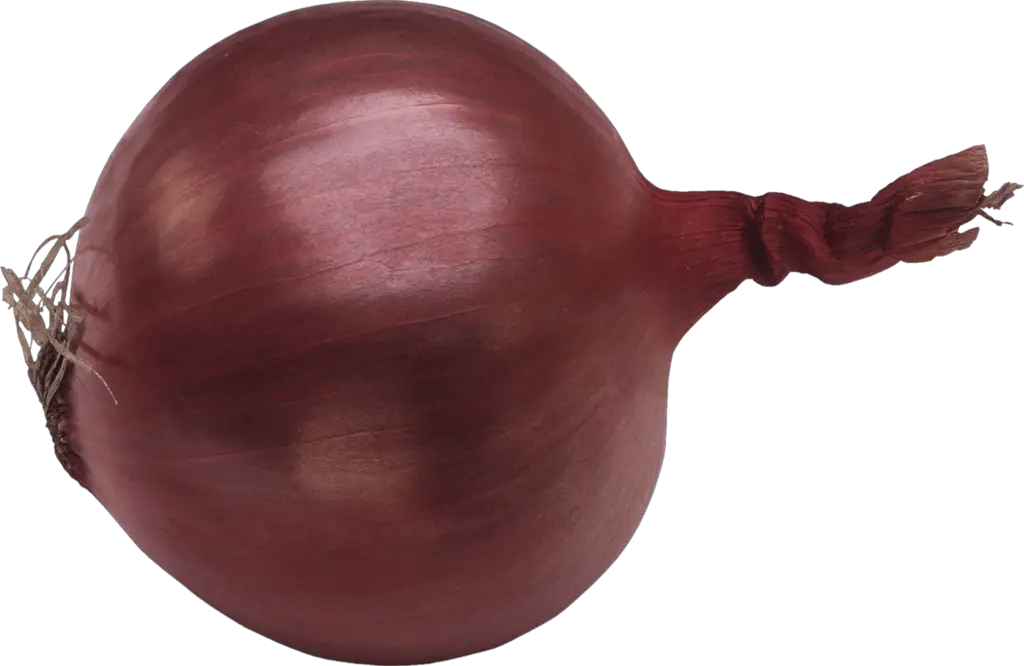 Vegetable Onion png