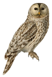 Owl-21