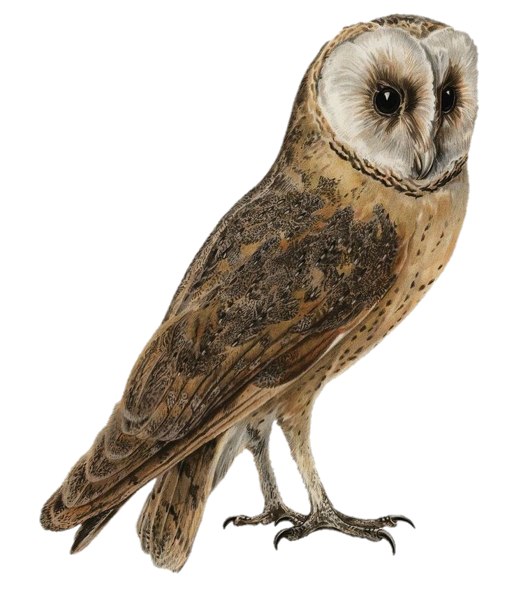 Barn Owl Png