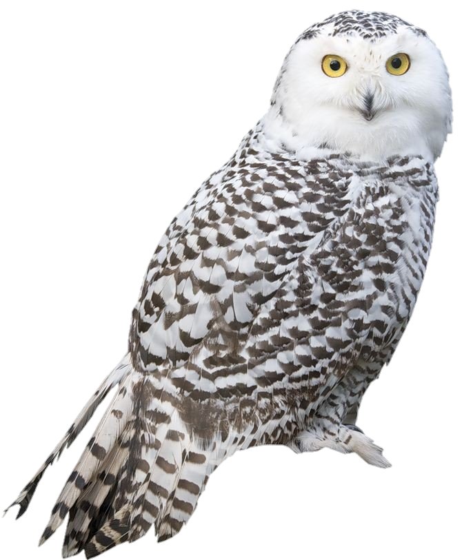 White Owl Png
