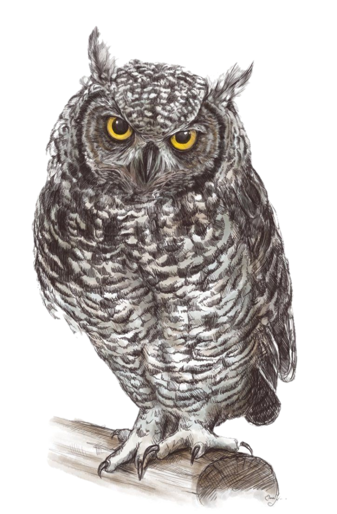 Owl Art png 