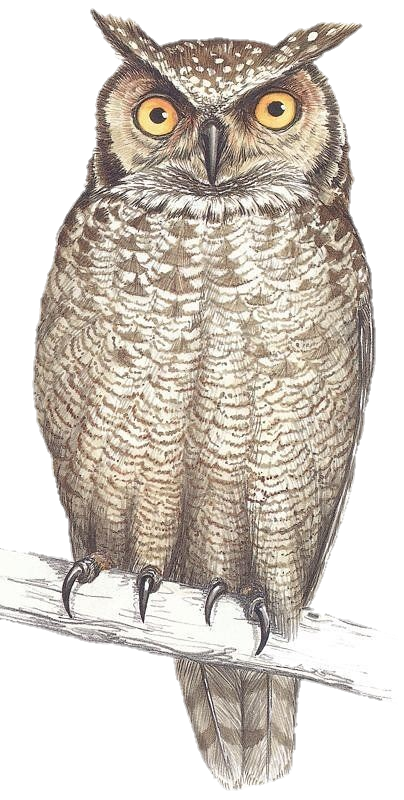 Owl-27
