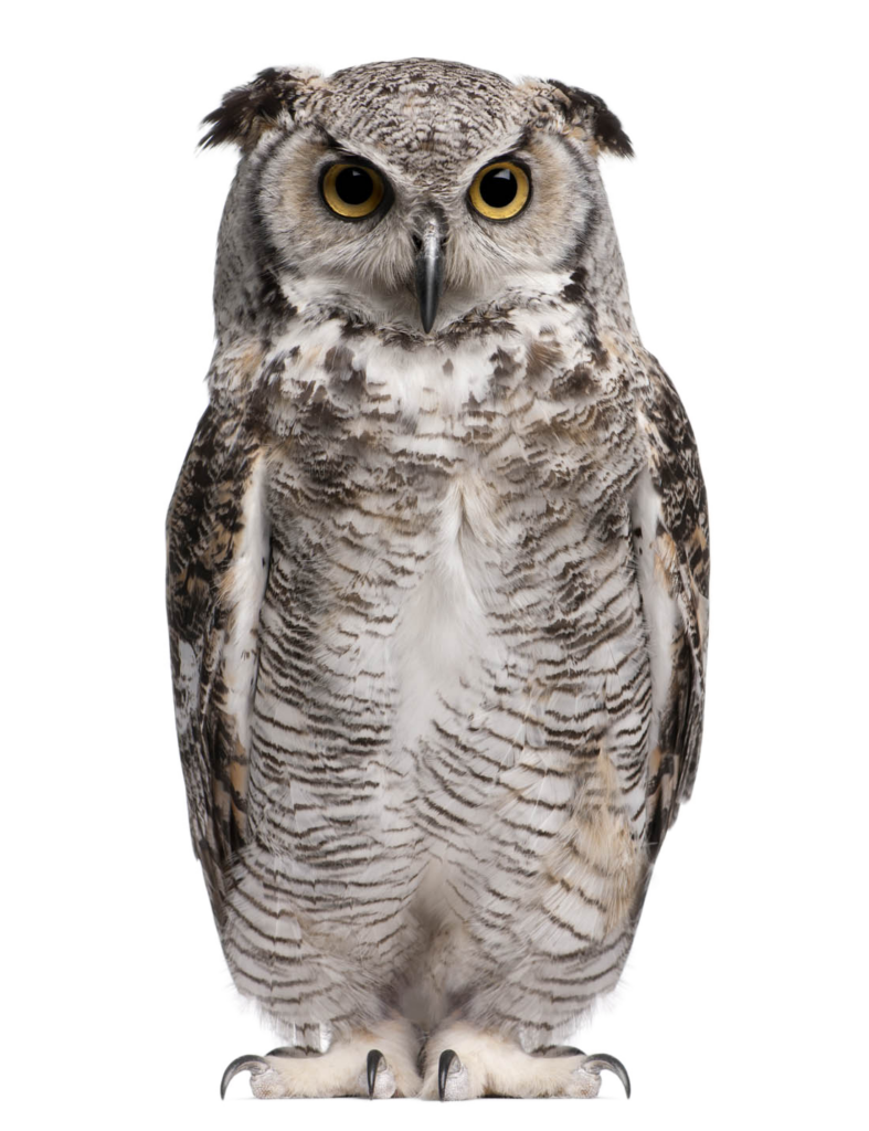 Realistic Owl Png