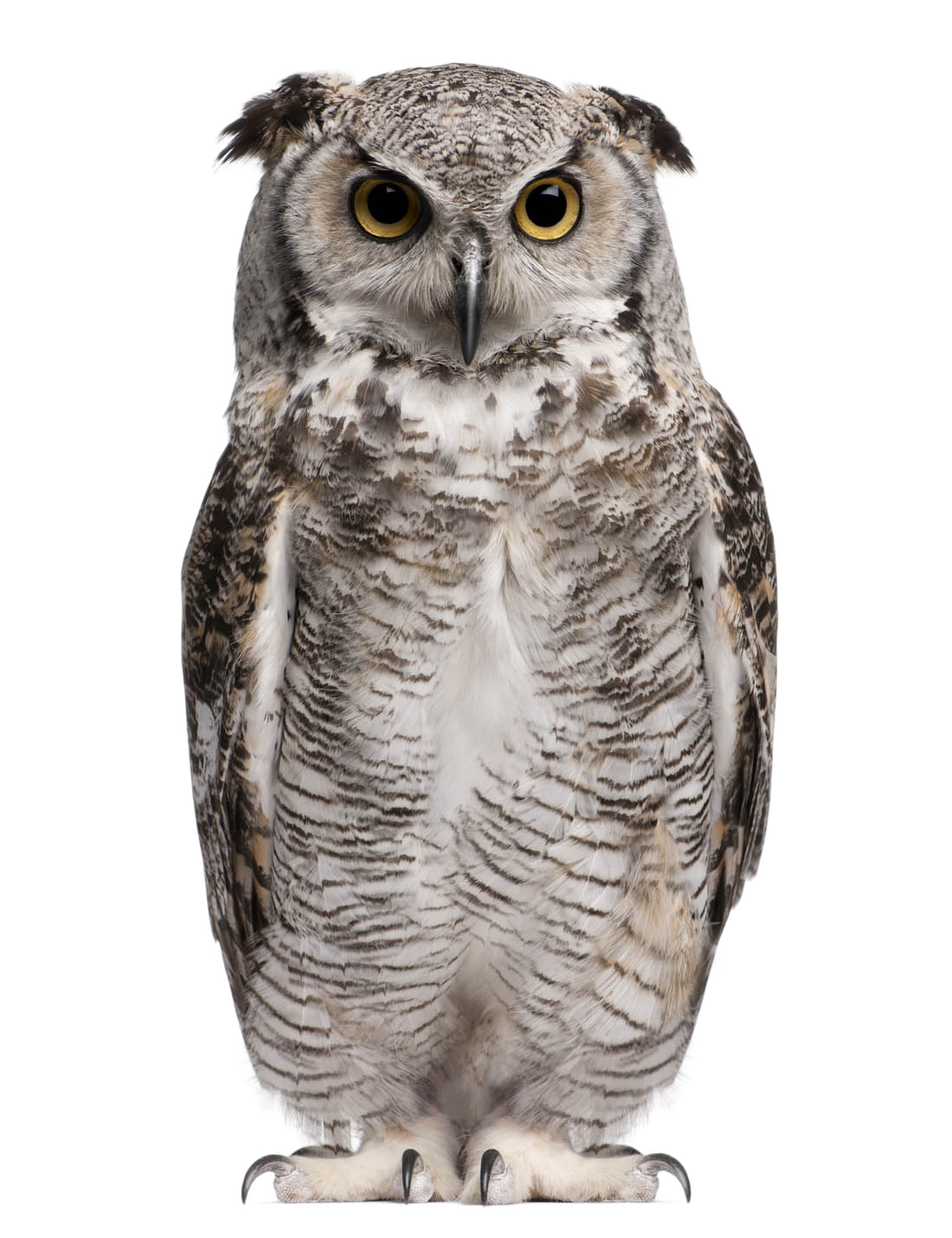 Owl-28