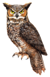 Owl-29