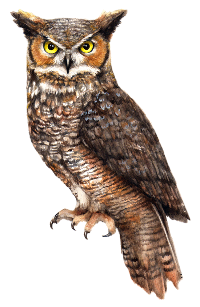 Owl Png Image