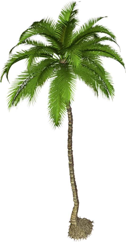 Transparent Palm Tree Png