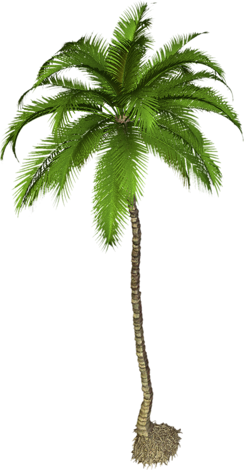 Palm-Tree-4