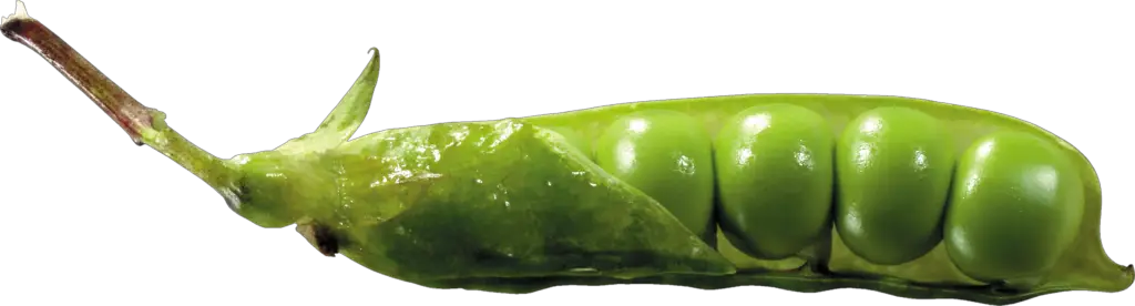 Singular Pea Png