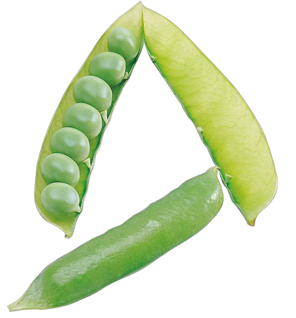 Pea art Png