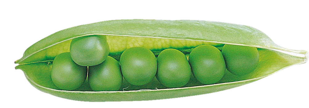 Pea Clipart png 
