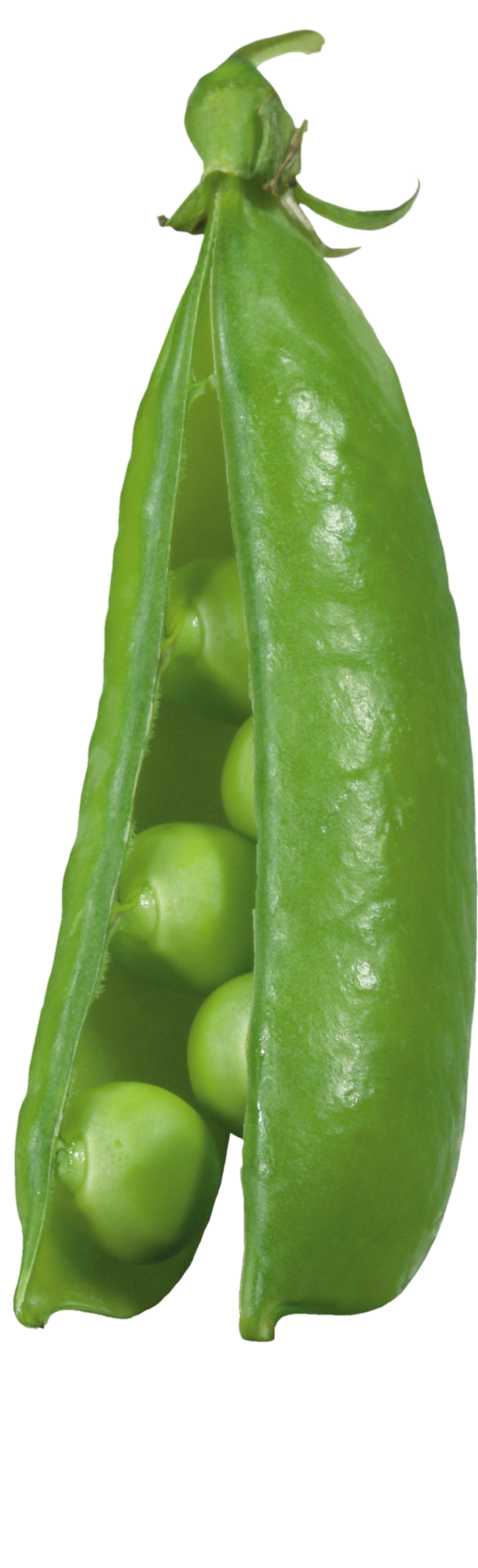 Pea PNG Transparent Images Free Download - Pngfre