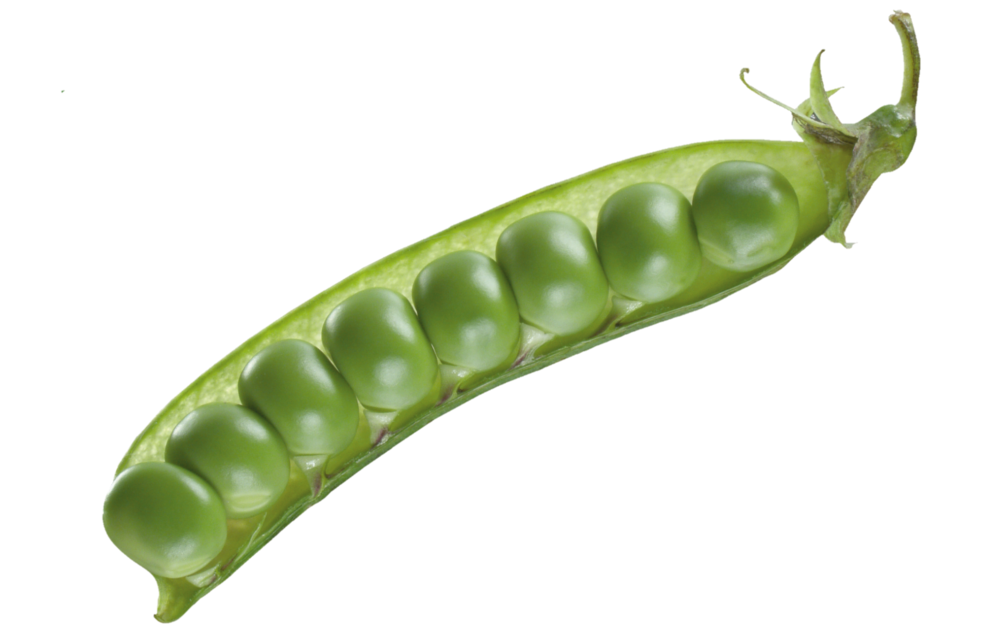 Pea-28