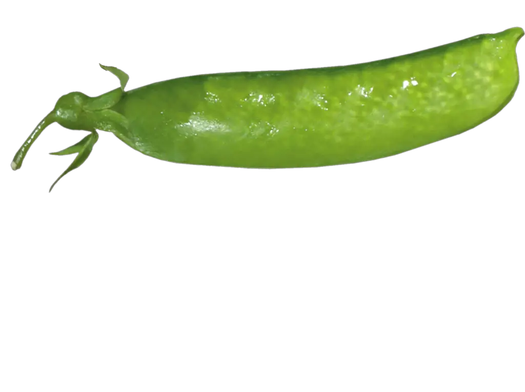 Transparent Pea Png