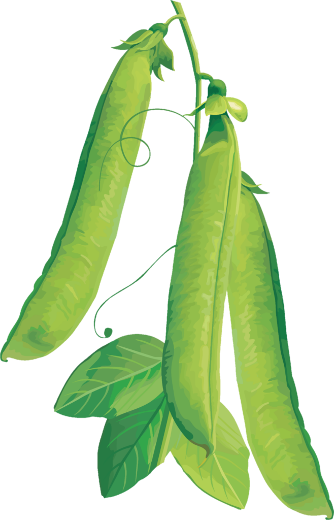 Pea Clipart Png 