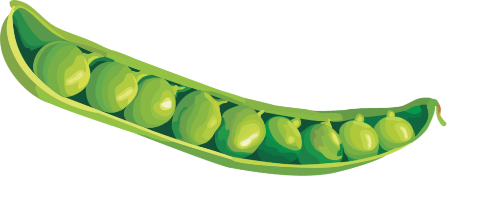 Pea Clipart png 