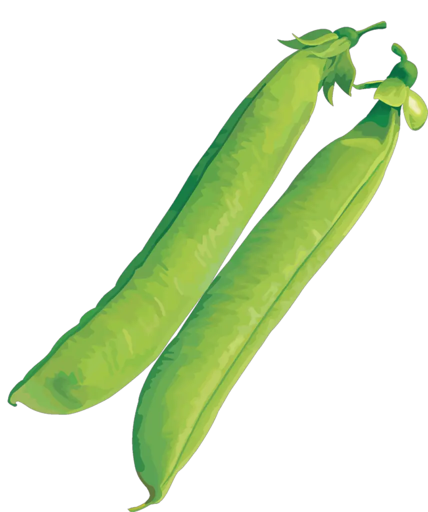 Pea Vector png 