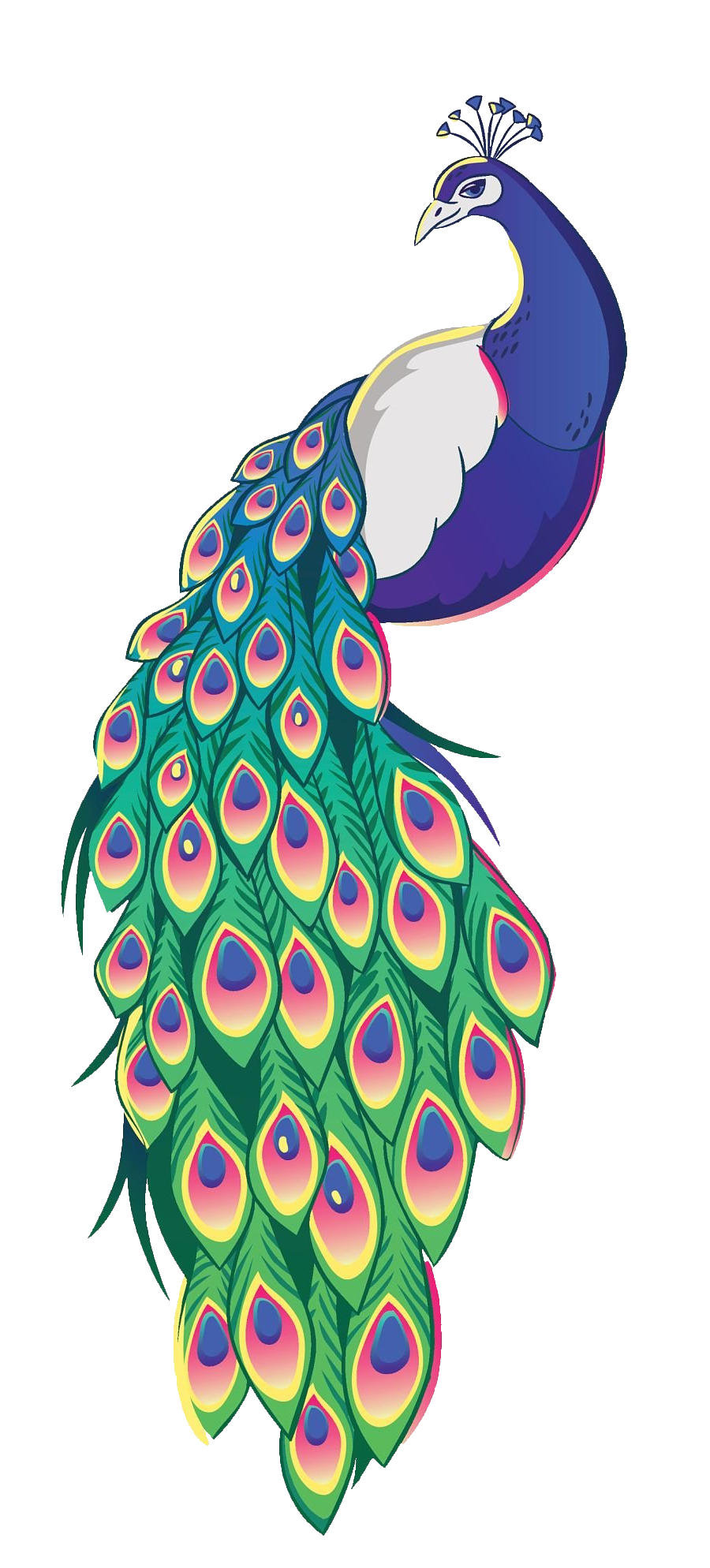 Peacock-3