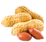 Peanut Png Image