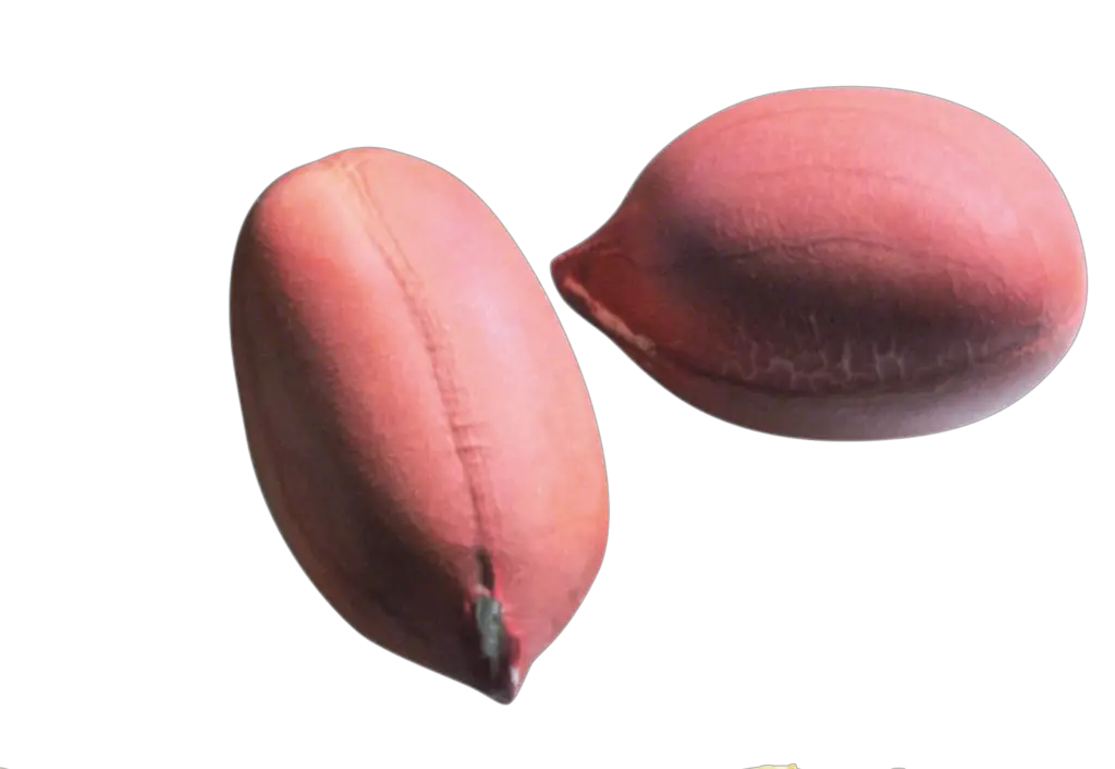 Transparent Peanut Png