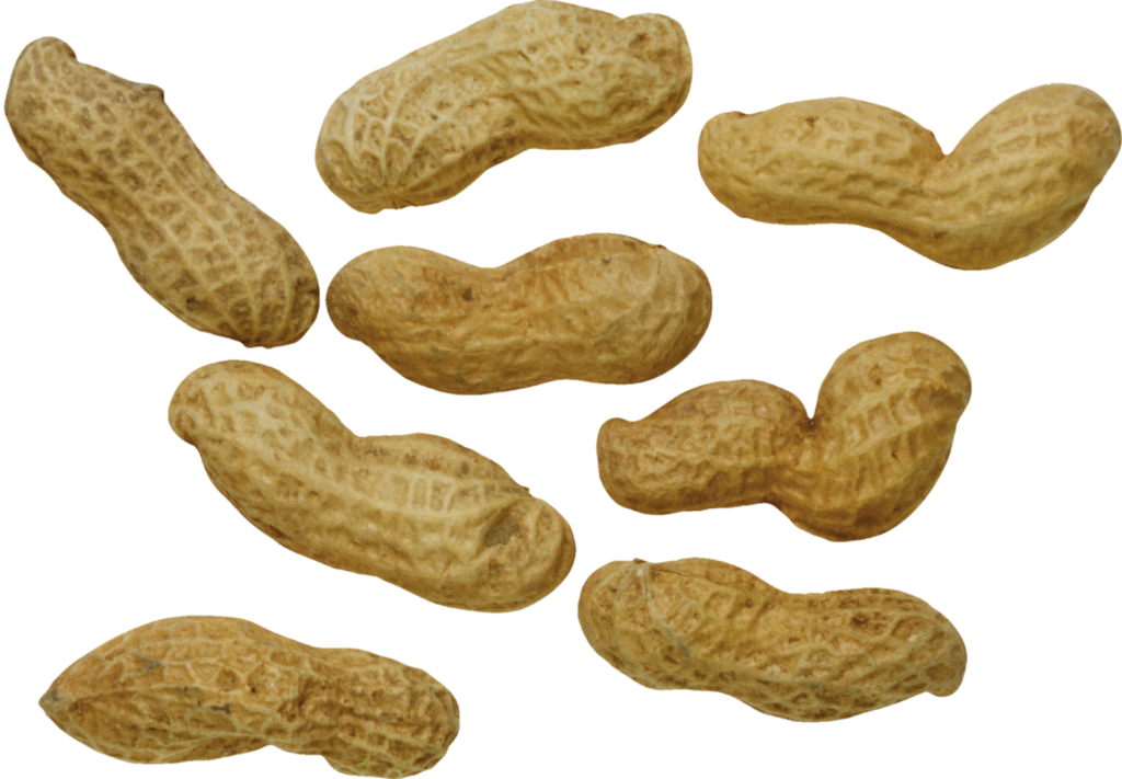 Peanut Background Png