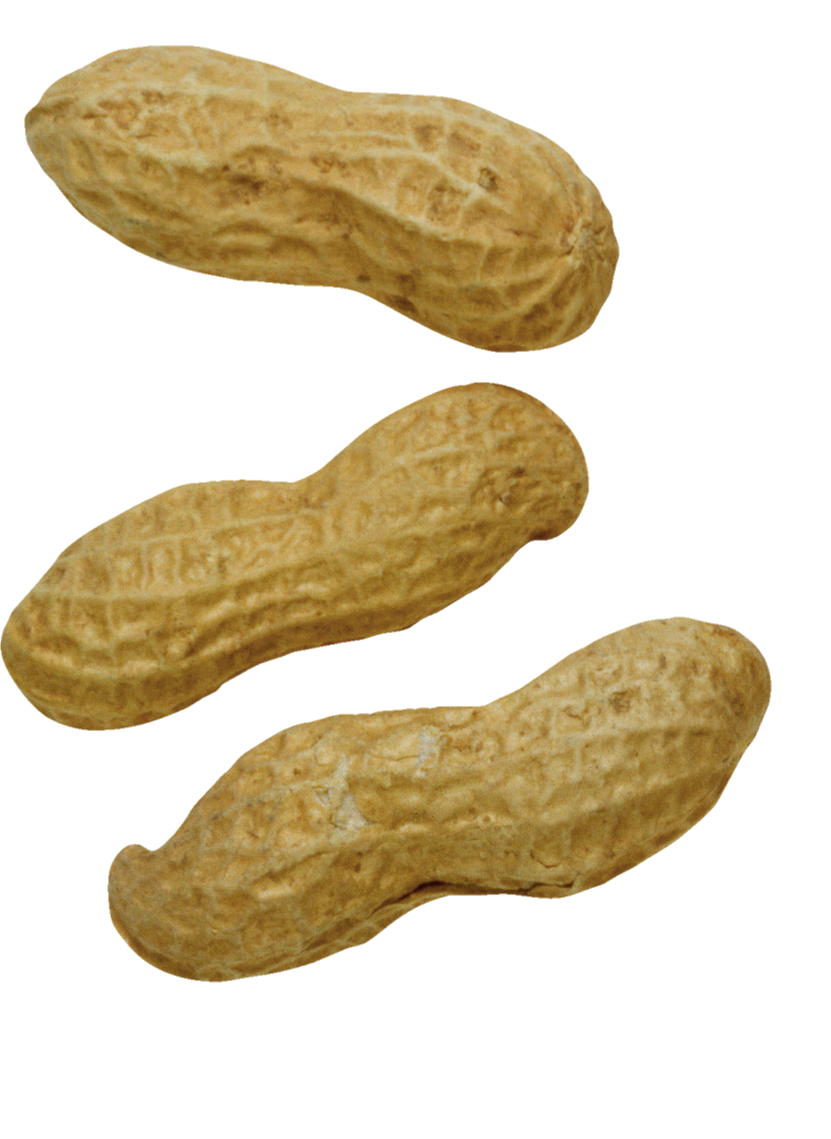 Peanut-23