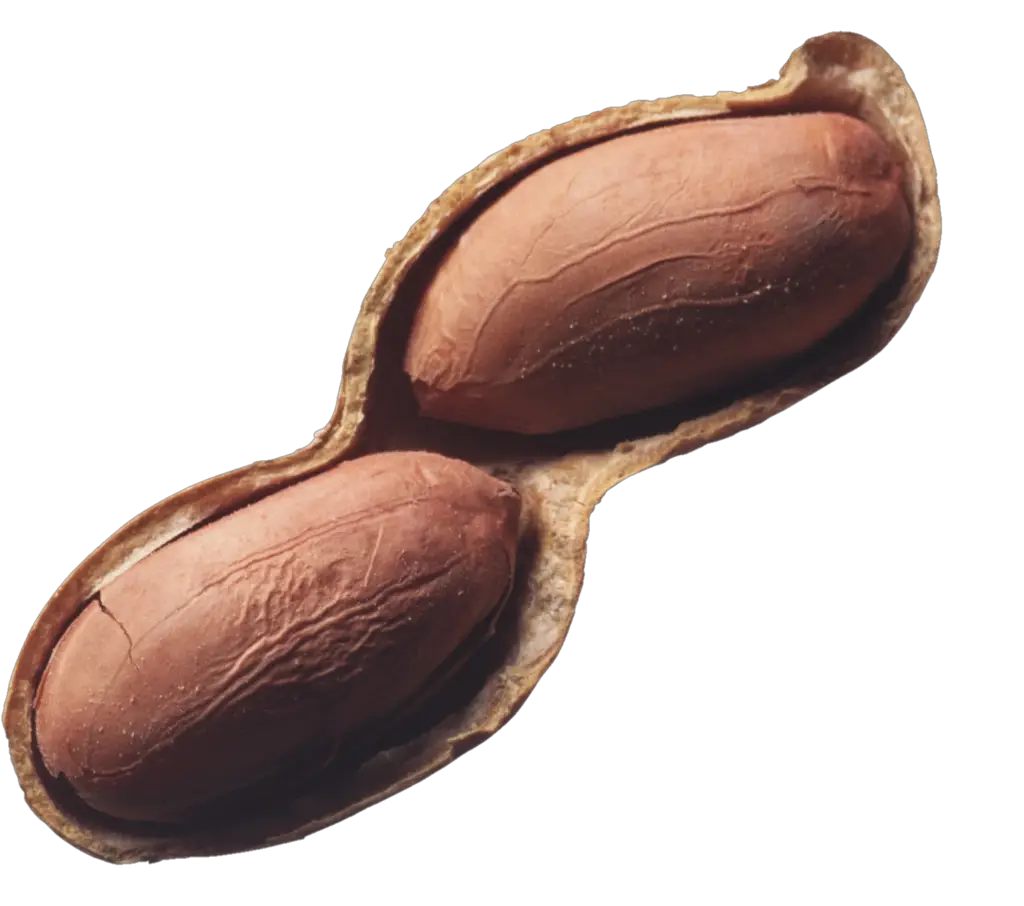 Peanut Png