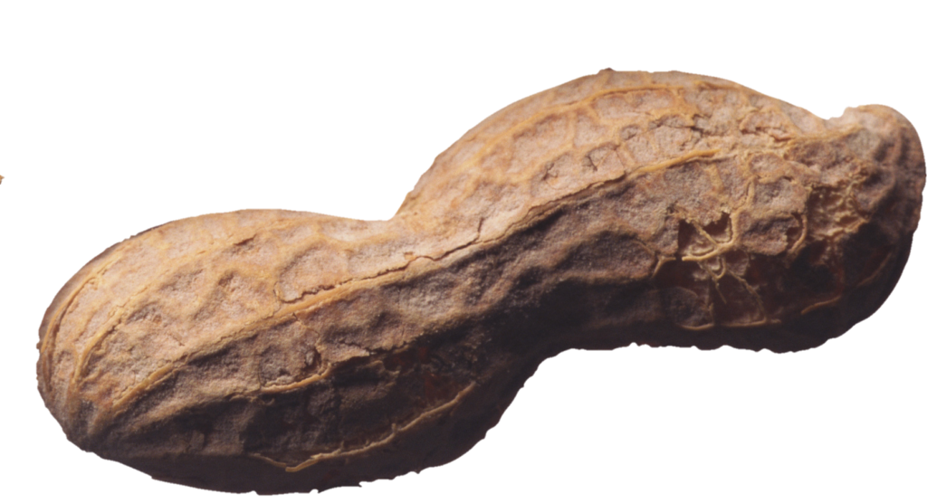 Single Peanut Png