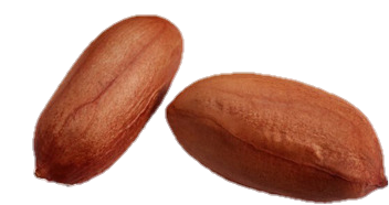 Peanut Png