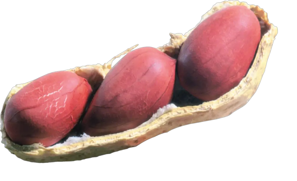 Transparent Peanut Png