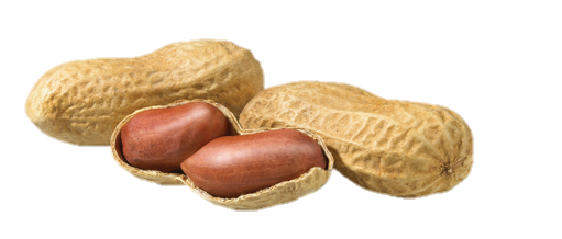 Peanut Png with Transparent Background 
